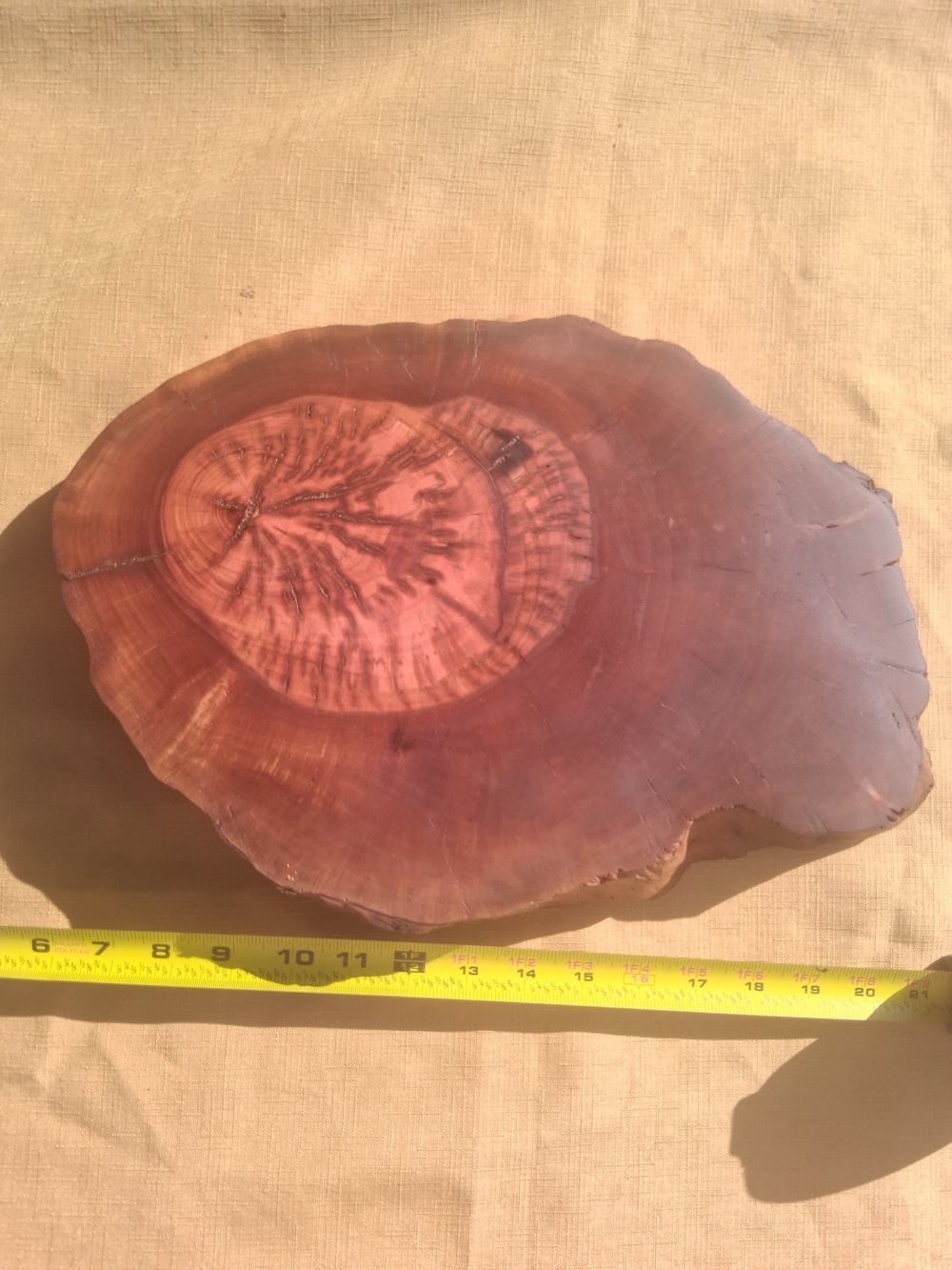 RARE 1925 Fullerton Pepperwood Live Edge Slab 15” x 2.5” - Picture 4 of 10